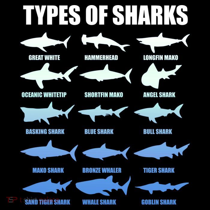 15 Types of Sharks High Crown Mesh Back Trucker Hat