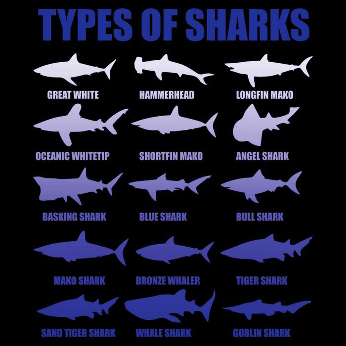 15 Types of Sharks Mug