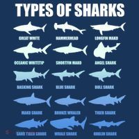 15 Types of Sharks Hoodie