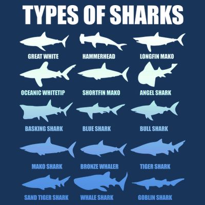 15 Types of Sharks T-Shirt