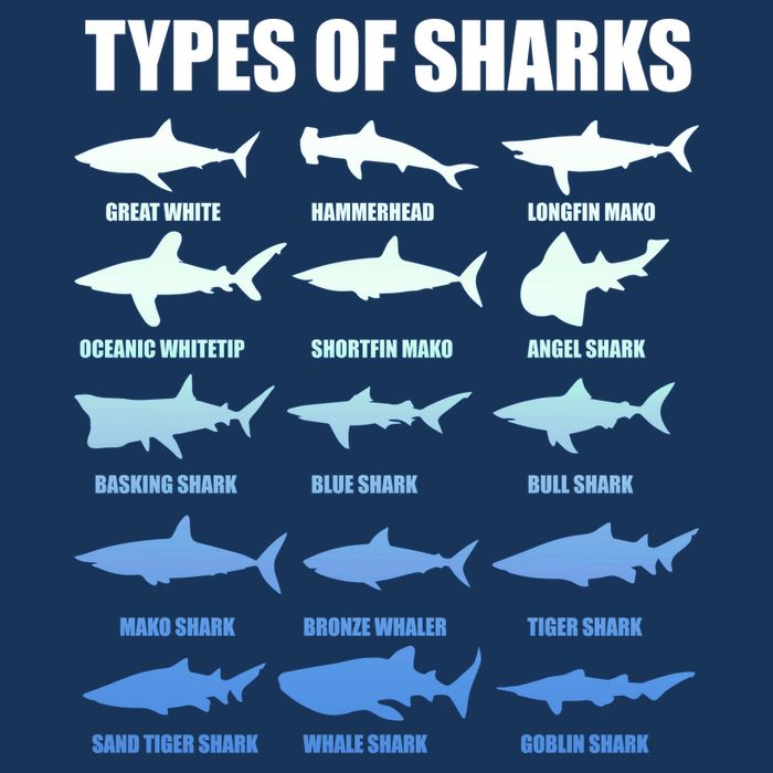 15 Types of Sharks Flatbill Hat