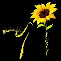8647 Subtle Political Statement 86 47 Cat Sunflower 16 in Basic Backpack