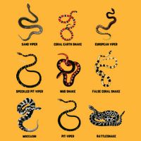 9 Snakes Snake Lover Men Snake Snake Sustainable Knit Beanie