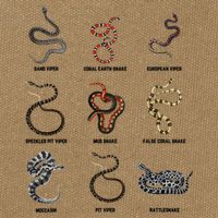 9 Snakes Snake Lover Snake Snake Cotton Canvas Backpack