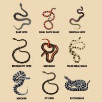 9 Snakes Snake Lover Snake Snake Drawstring Bag