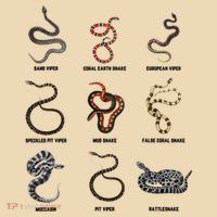 9 Snakes Snake Lover Snake Snake Zip Tote Bag