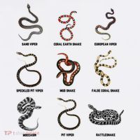 9 Snakes Snake Lover Snake Snake Performance Shirt