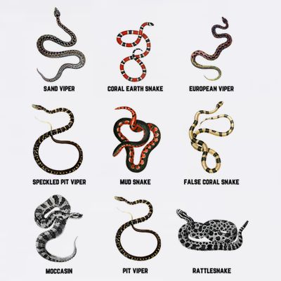 9 Snakes Snake Lover Snake Snake T-Shirt