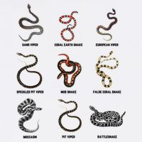 9 Snakes Snake Lover Snake Snake T-Shirt