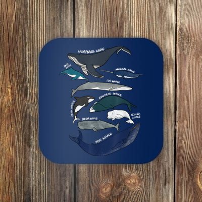 9 Types Of Whales Shirt Whale Breeds Species Whale Coaster