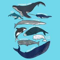 9 Types Of Whales Shirt Whale Breeds Species Whale Button