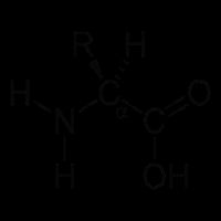 Alpha Amino Acid Biochemistry Muscle Protein Genetic 16 in Basic Backpack