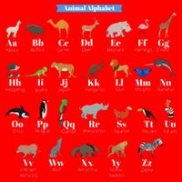 Animal Alphabet Womens T-Shirt