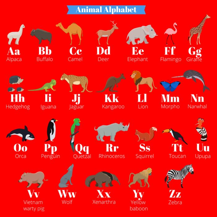 Animal Alphabet Womens T-Shirt