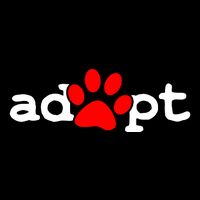 Adopt Cropped Pullover Crew