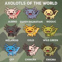 Axolotl-  Axolotl Of World  Legacy Tie Dye Trucker Hat