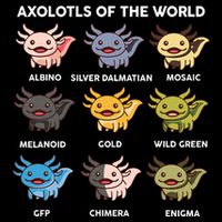 Axolotl-  Axolotl Of World  Toddler T-Shirt