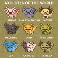 Axolotl-  Axolotl Of World  Garment-Dyed Women's Muscle Tee
