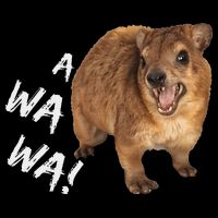 Awawa! Angry Screaming Hyrax Flat Bill Trucker Hat