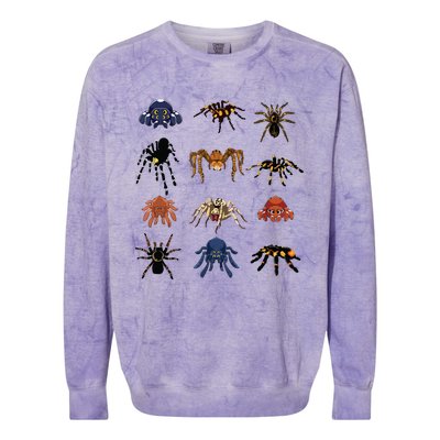 Animal Arachnid Tarantula Arthropod Halloween Gift Spider Colorblast Crewneck Sweatshirt