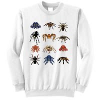 Animal Arachnid Tarantula Arthropod Halloween Gift Spider Sweatshirt