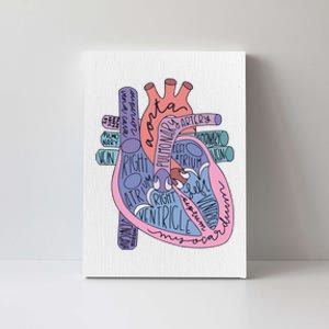 Anatomy Cardiologist Anatomical Heart Canvas