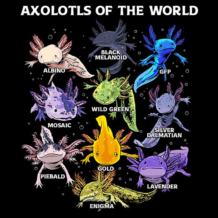 Axolotl Cute Axolotls Animals Of The World Herpetology Short Acrylic Beanie