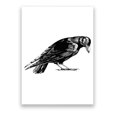 Antique Crow or Raven Poster