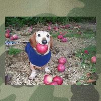 Apple Dog Meme Funny Dog With Apple In Mouth Funny Brainrot Legacy Tie Dye Trucker Hat
