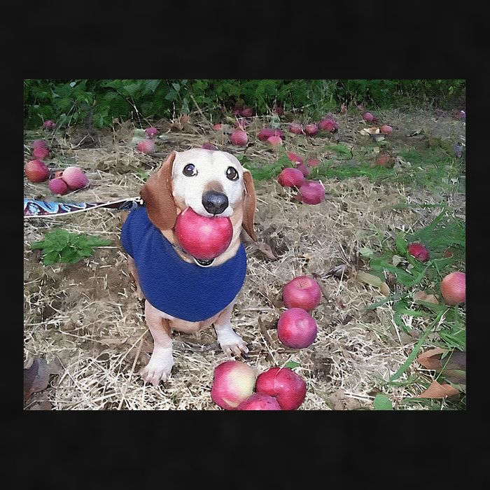 Apple Dog Meme Funny Dog With Apple In Mouth Funny Brainrot Ladies PosiCharge Tri-Blend Wicking Tank