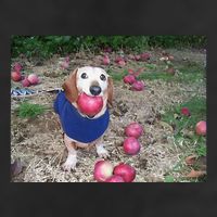 Apple Dog Meme Funny Dog With Apple In Mouth Funny Brainrot Cool Comfort Performance Bucket Hat