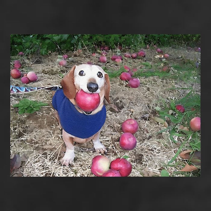 Apple Dog Meme Funny Dog With Apple In Mouth Funny Brainrot Cool Comfort Performance Bucket Hat