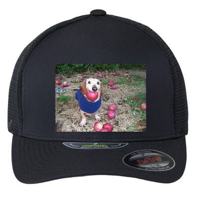 Apple Dog Meme Funny Dog With Apple In Mouth Funny Brainrot Flexfit Unipanel Trucker Cap