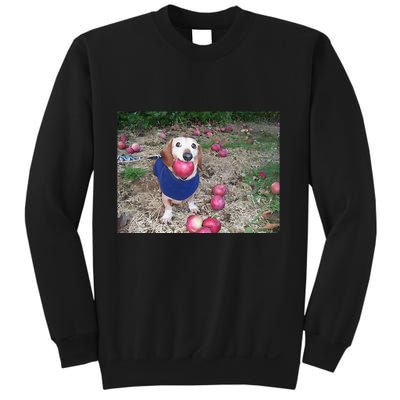 Apple Dog Meme Funny Dog With Apple In Mouth Funny Brainrot Sweatshirt