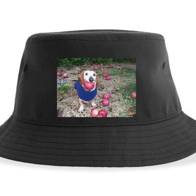 Apple Dog Meme Funny Dog With Apple In Mouth Funny Brainrot Sustainable Bucket Hat