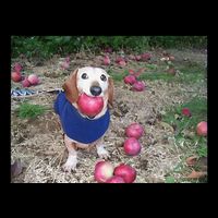 Apple Dog Meme Funny Dog With Apple In Mouth Funny Brainrot Drawstring Bag