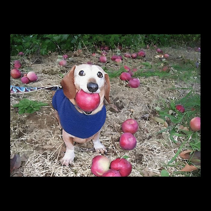 Apple Dog Meme Funny Dog With Apple In Mouth Funny Brainrot Drawstring Bag