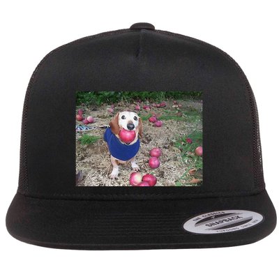Apple Dog Meme Funny Dog With Apple In Mouth Funny Brainrot Flatbill Hat