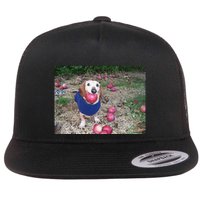 Apple Dog Meme Funny Dog With Apple In Mouth Funny Brainrot Flatbill Hat