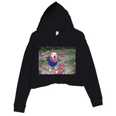 Apple Dog Meme Funny Dog With Apple In Mouth Funny Brainrot Crop Fleece Hoodie