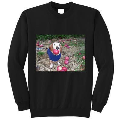 Apple Dog Meme Funny Dog With Apple In Mouth Funny Brainrot Tall Sweatshirt