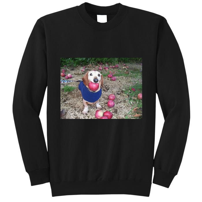 Apple Dog Meme Funny Dog With Apple In Mouth Funny Brainrot Tall Sweatshirt