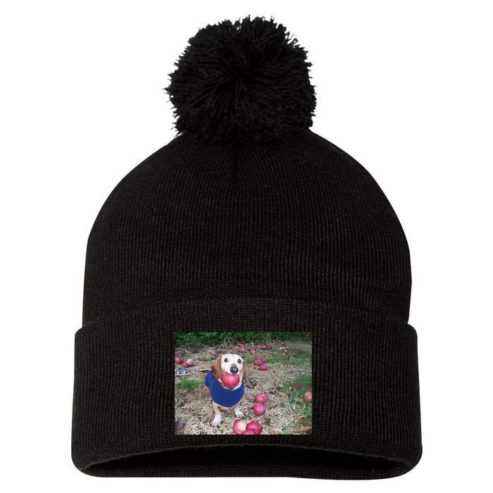 Apple Dog Meme Funny Dog With Apple In Mouth Funny Brainrot Pom Pom 12in Knit Beanie