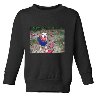Apple Dog Meme Funny Dog With Apple In Mouth Funny Brainrot Toddler Sweatshirt