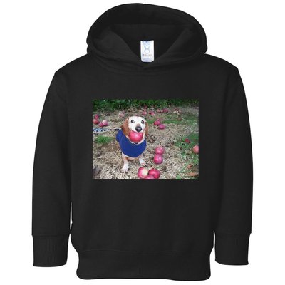 Apple Dog Meme Funny Dog With Apple In Mouth Funny Brainrot Toddler Hoodie