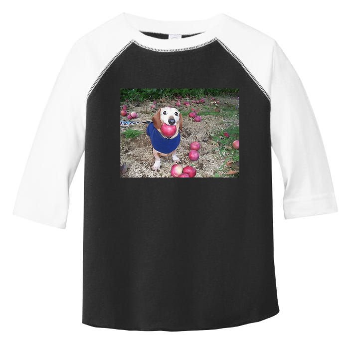 Apple Dog Meme Funny Dog With Apple In Mouth Funny Brainrot Toddler Fine Jersey T-Shirt