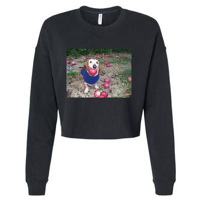 Apple Dog Meme Funny Dog With Apple In Mouth Funny Brainrot Cropped Pullover Crew