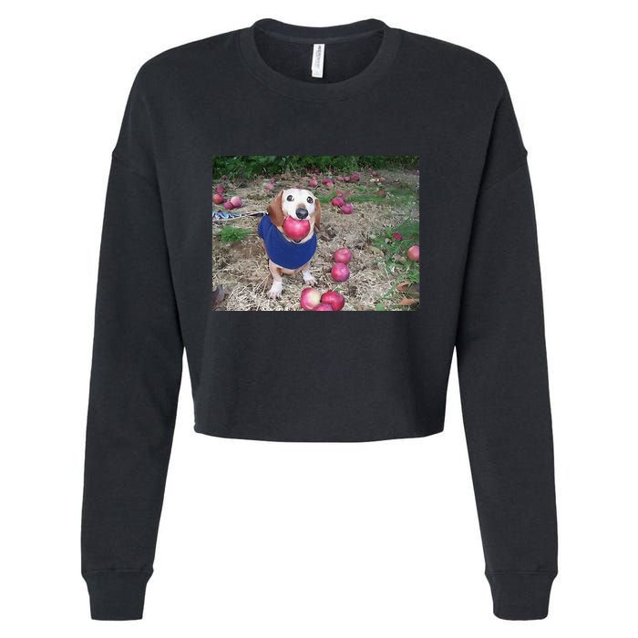 Apple Dog Meme Funny Dog With Apple In Mouth Funny Brainrot Cropped Pullover Crew