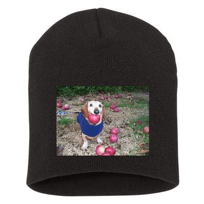 Apple Dog Meme Funny Dog With Apple In Mouth Funny Brainrot Short Acrylic Beanie