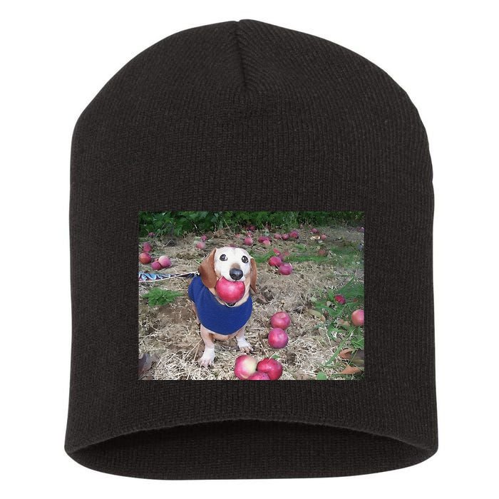 Apple Dog Meme Funny Dog With Apple In Mouth Funny Brainrot Short Acrylic Beanie
